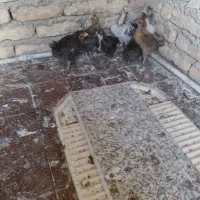 جوجه مرغ دوماهه زیرمرغی