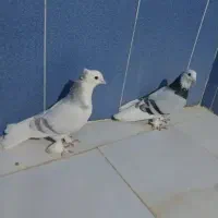 دونر کورکورو