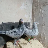 کفتر سار سرور جفت بشرط تخم وجوجه