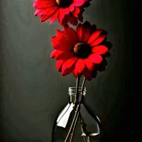 مدارک شناسایی  مفقود شده