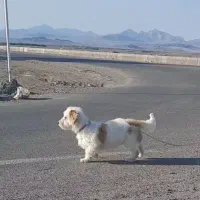 سگ شیتزو  نر