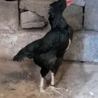 مرغ وخروس لاری،جوجه لاری اوشامو