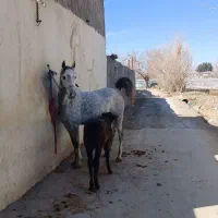 کره اسب کوردی