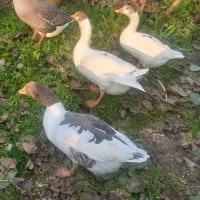 فروش غاز|حیوانات مزرعه|چاف و چمخاله, |دیوار