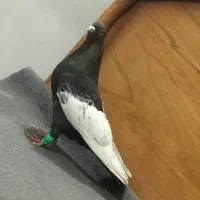 فروش 5 تا سینه همه چیز تموم همه نسل حرفه ای 6دونگ