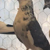 کفتر|پرنده|هشتگرد, قاسم آباد بزرگ|دیوار