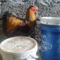 عروس برهما دو عدد