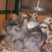 مرغ و خروس زینتی کوشین و گلپایگان تخم گذار|حیوانات مزرعه|لاهیجان, خالو باغ|دیوار
