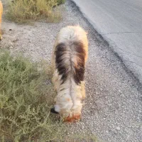 بره نره صادراتی