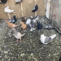 کفتر|پرنده|شیراز, درکی|دیوار