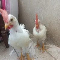 دو عدد خروس