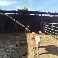 گوساله نر ـ سیمینتال ـ دورگ ـ محلی ( کــوار)|حیوانات مزرعه|طسوج, |دیوار