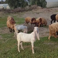 چپش وگیسه گلابی درجه یک