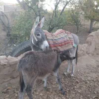 الاغ.ماده باکره ۳ ماهه ماده گله رووباری.وجوان