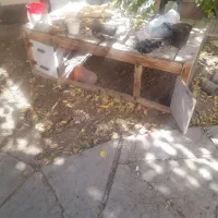 قفس پرنده با دو عدد،درب،.،