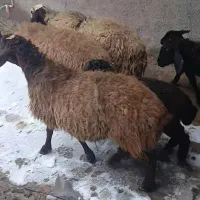 حیوانات مزرعه|حیوانات مزرعه|آوج, |دیوار