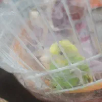 واگذاری یک مرغ عشق