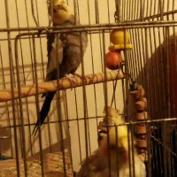 عروس هلندی بالغ|پرنده|رامسر, |دیوار