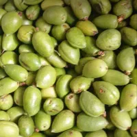 بادم کوهی تازه
