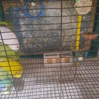 مرغ عشق  زرد .سفید دو عدد آبی