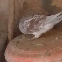 کبوترنر۳۰۰