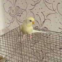 مرغ عشق ماده ۳۰۰ تومان دونه ای|پرنده|اهواز, پردیس|دیوار