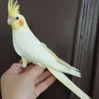 عروس‌هلندی ماده رام  یافت آباد