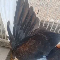 کفتر|پرنده|تربت‌حیدریه, ۴۵ متری|دیوار