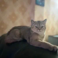 فروش گربه بریتیش اسلامشهر