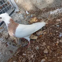 جفت کبوتر طوقی پرتقالی