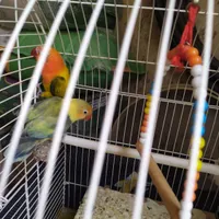 طوطی کوتوله|پرنده|کرمان, |دیوار