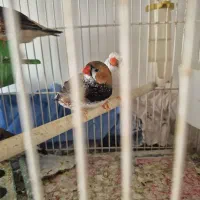 فنچ کینگ|پرنده|بندرعباس, |دیوار