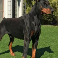 دوستانی که دوبرمن تیپ امریکایی حرفه ای دارند