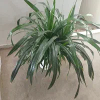 گل 1میلیون و500هزار تمون