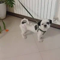 سگ شیتزوفلت اصیل