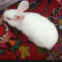 خرگوش  بازیگوش