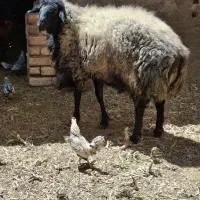 قوچ اصیل و نژاد دار