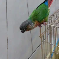 طوطی گرینچیک
