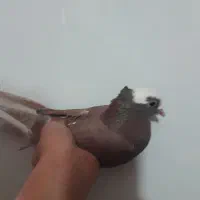 کفتر نر|پرنده|کوهدشت, |دیوار