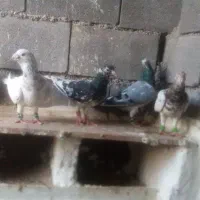 کبوتر