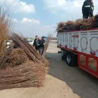 نهال سیب و صنوبر با بهترین کیفیت