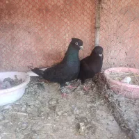 3جفت دم سفید