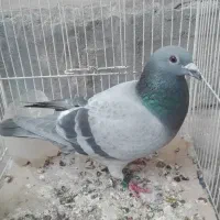 حراج یافروشی هستن|حراج|برازجان, |دیوار