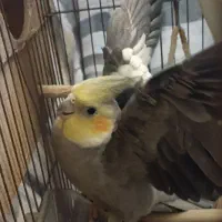 عروس هلندی نر و ماده با سه تا تخم|پرنده|تهران, دولاب|دیوار