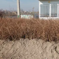 نهال پر کیفیت و اصلاح شده|خدمات باغبانی و درختکاری|زرین آباد, |دیوار