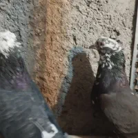 کفتر رسمی پرشتی