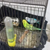 ی جفت مرغ عشق