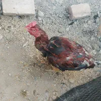 لاری