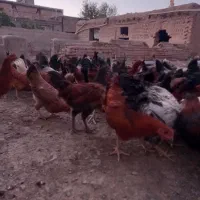 تخفیف خوردتعداد110عددمرغ وخروس همگی جوجه هاسالم|حیوانات مزرعه|نیشابور, باغرود|دیوار