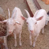 بز جنس سانن و زیبا